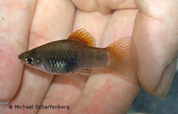 Die Wildplatys (Xiphophorus maculatus) des Lake Batur