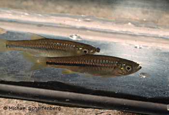 Rasbora balinensis am FO 4