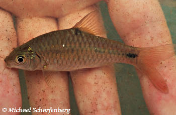 Barbus binotatus