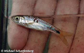 Rasbora paviei