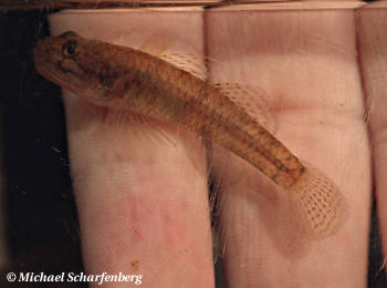 Rhinogobius sp.