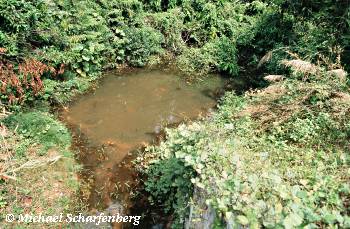 Der Bachlauf oberhalb der Strasse