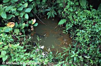 Stellenweise ist der Bach von der Vegetation überwuchert