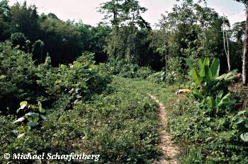 Der Weg zum Bambuswald