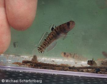 Mugilogobius chulae