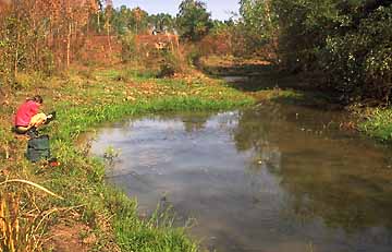 Fundort von Trichopsis schallerie, 50 km westlich von Udon Thani