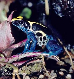 Dendrobates tinctorius