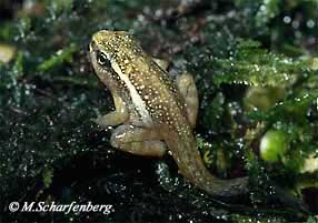 Jungfrosch von E. tricolor noch mit einem Restschwanz